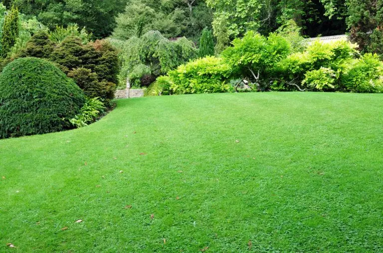 What is a lawn scarifier and how to use it