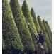 HUSQVARNA 120iTK4-H Hedge Trimmer
