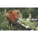 HUSQVARNA 525RX Brushcutter