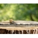 STIHL 2-In-1 EasyFile Replacement Round File