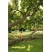 STIHL HTA 66