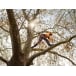 STIHL MS 151 TC-E