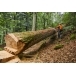 STIHL MS 881