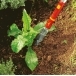 WOLF GARTEN Multi-Change® IWM Weed Extractor