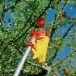 WOLF GARTEN Multi-Change® RGM Adjustable Fruit Picker