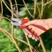 WOLF GARTEN RS4000 Anvil Secateurs 25mm - Large
